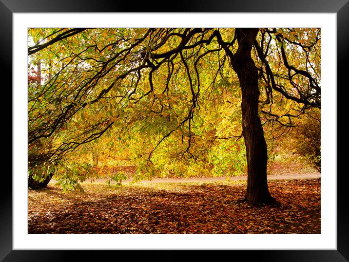 Under Spreading Chestnut Boughs Framed Mounted Print by Sally Wallis