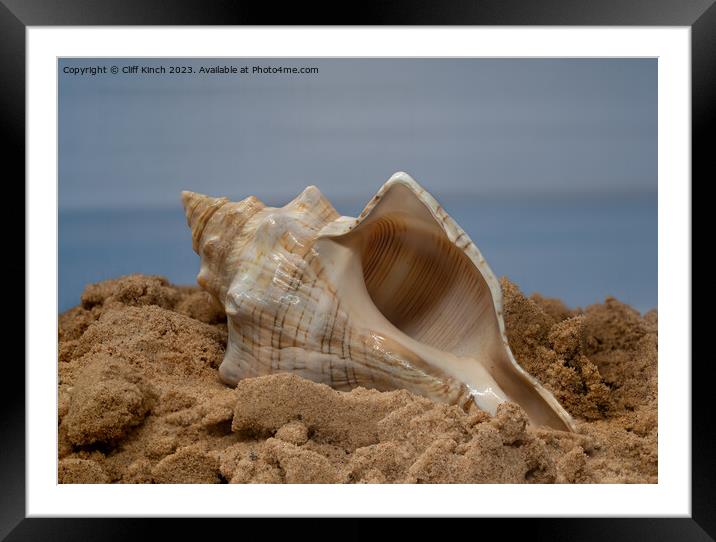 Shell on the sand Framed Mounted Print by Cliff Kinch