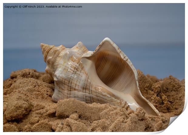 Shell on the sand Print by Cliff Kinch