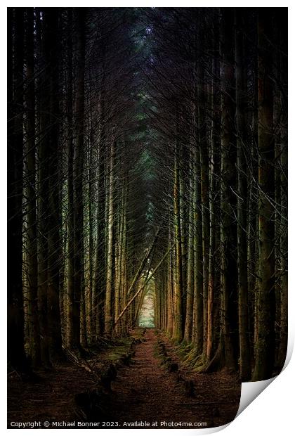 Soft light through the forest Print by Michael Bonner