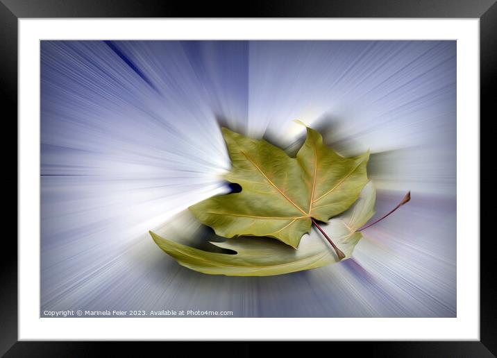 Flying maple leaves Framed Mounted Print by Marinela Feier