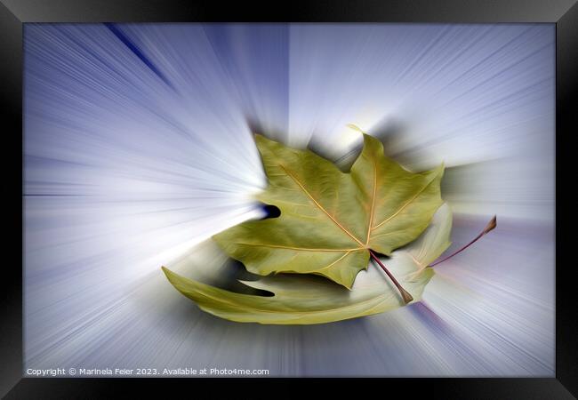 Flying maple leaves Framed Print by Marinela Feier