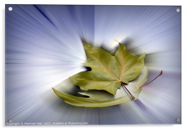 Flying maple leaves Acrylic by Marinela Feier