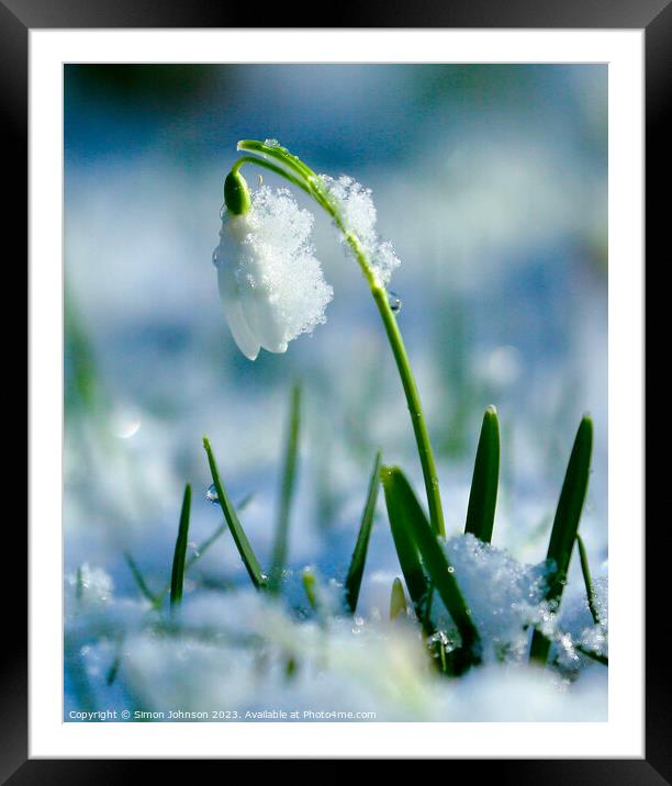 A close up of a Snowdrop flower Framed Mounted Print by Simon Johnson