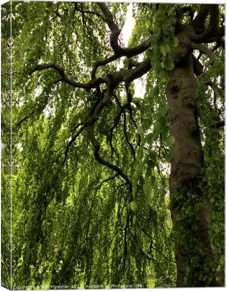 Under the Willow Canvas Print by Alix Forestier