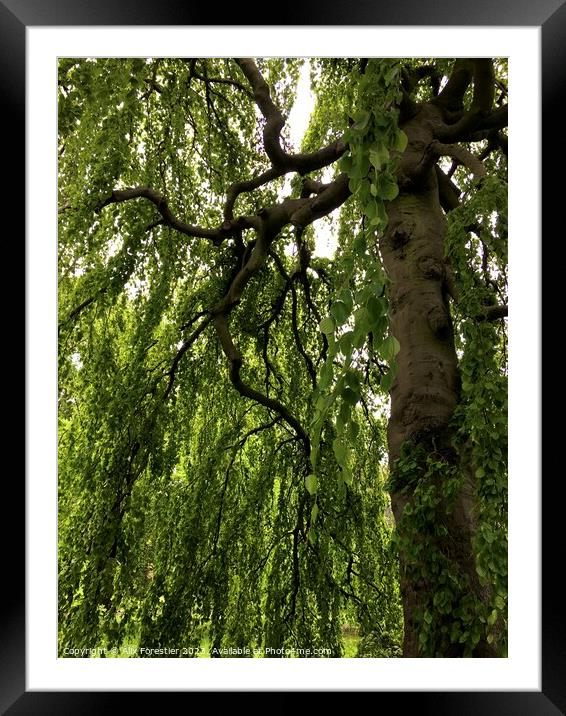 Under the Willow Framed Mounted Print by Alix Forestier