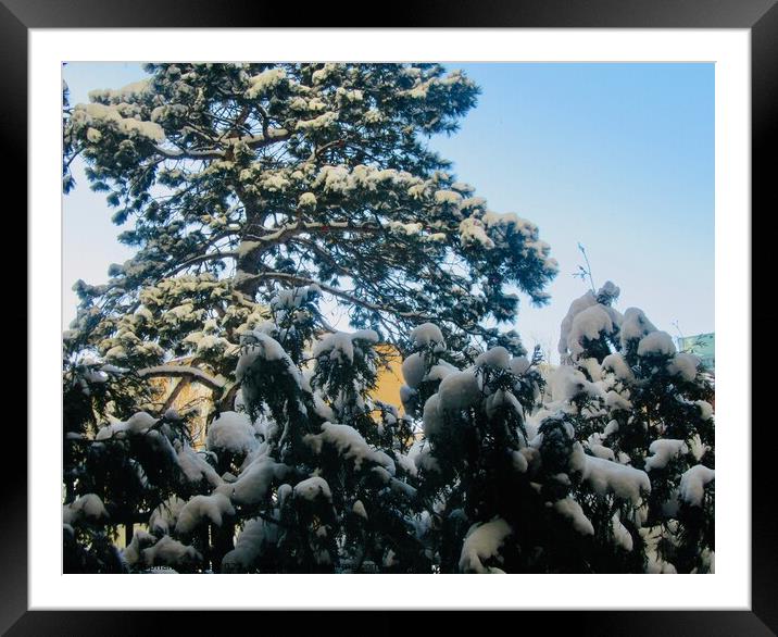 Snow covered tree Framed Mounted Print by Stephanie Moore