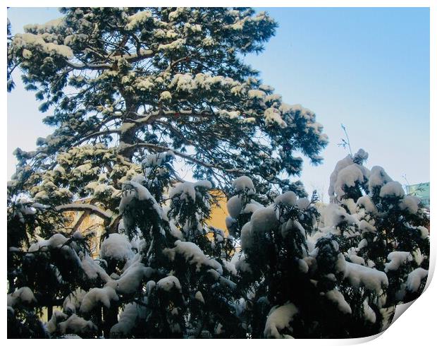 Snow covered tree Print by Stephanie Moore