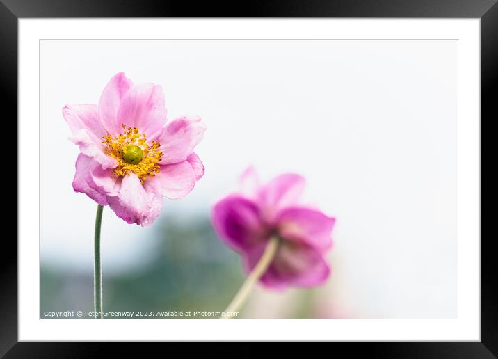 End of season Eriocapitella Hupehensis ( Japanese Anemone ) Framed Mounted Print by Peter Greenway