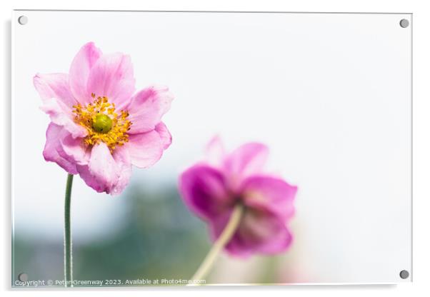 End of season Eriocapitella Hupehensis ( Japanese Anemone ) Acrylic by Peter Greenway