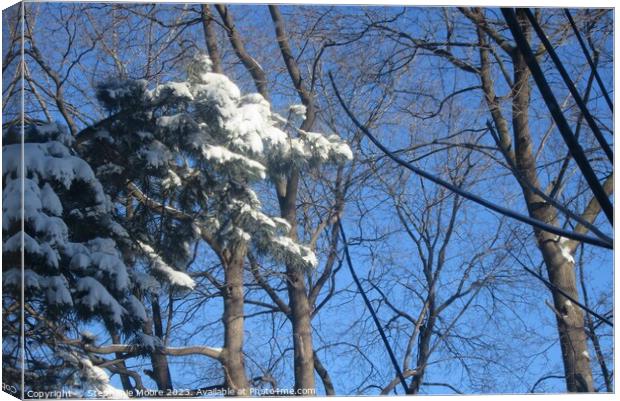 Snow laden tree Canvas Print by Stephanie Moore