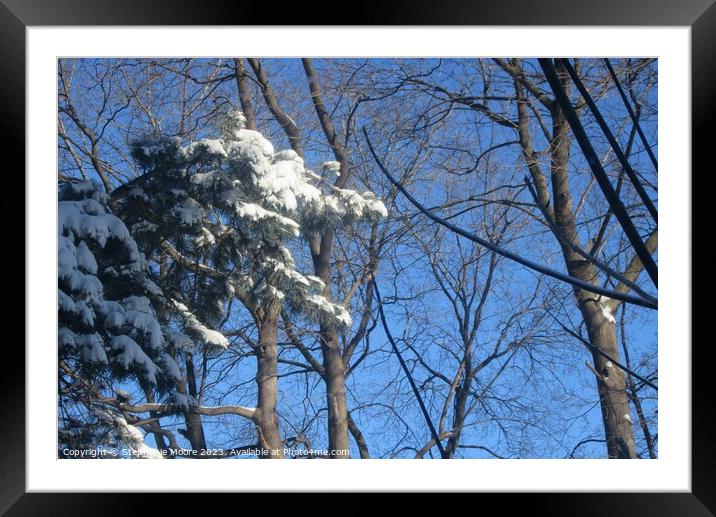 Snow laden tree Framed Mounted Print by Stephanie Moore