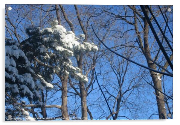 Snow laden tree Acrylic by Stephanie Moore