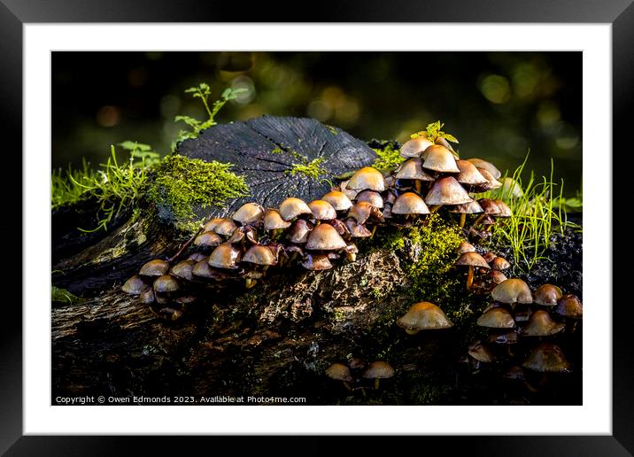 Mushrooms on a Log Framed Mounted Print by Owen Edmonds
