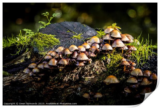 Mushrooms on a Log Print by Owen Edmonds