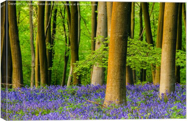 Micheldever Wood Canvas Print by Slawek Staszczuk