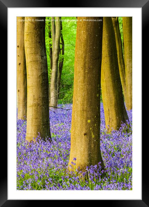 Bluebells in Micheldever Wood Framed Mounted Print by Slawek Staszczuk