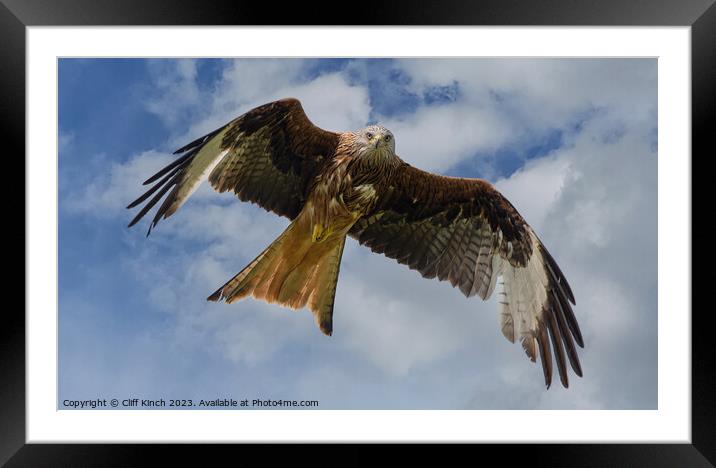 Red Kite in Flight Framed Mounted Print by Cliff Kinch