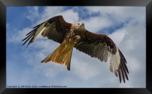 Red Kite in Flight Framed Print by Cliff Kinch