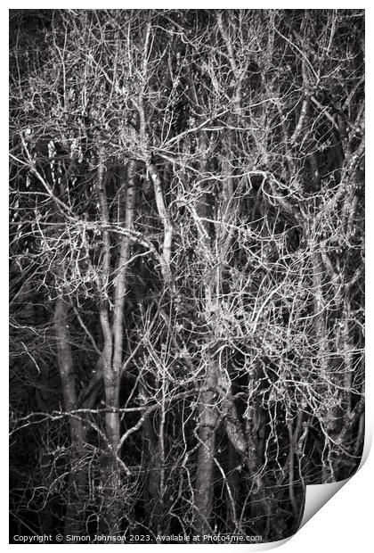 Sunlit branches monochrome  Print by Simon Johnson