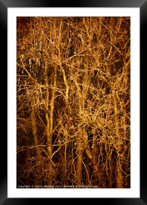 Sunlit branches  Framed Mounted Print by Simon Johnson