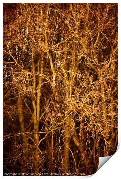 Sunlit branches  Print by Simon Johnson