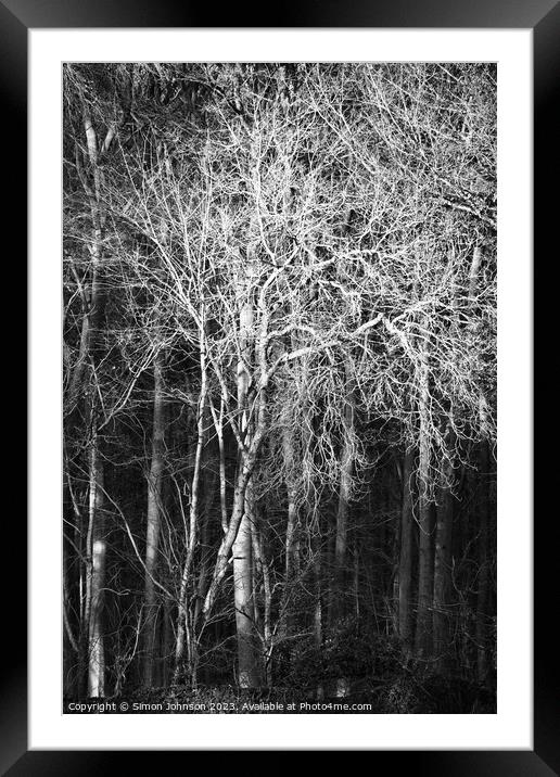 Sunlit woodland monochrome  Framed Mounted Print by Simon Johnson