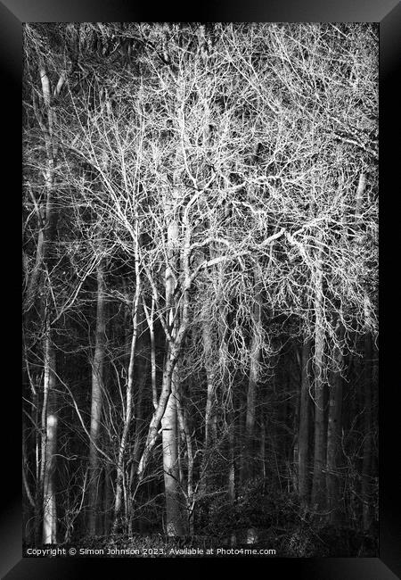 Sunlit woodland monochrome  Framed Print by Simon Johnson