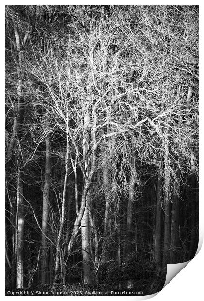 Sunlit woodland monochrome  Print by Simon Johnson