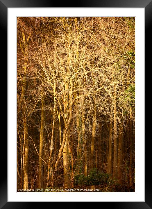 Sunlit trees Framed Mounted Print by Simon Johnson