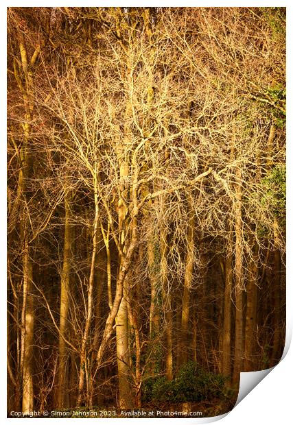Sunlit trees Print by Simon Johnson