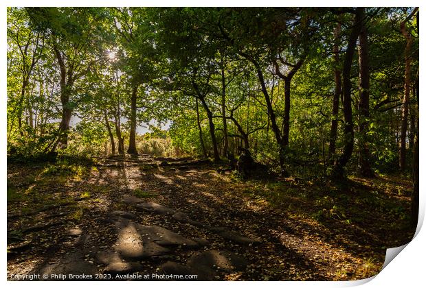 Taylor's Wood Print by Philip Brookes