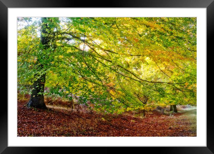 Autumn Colours Framed Mounted Print by Ann Garrett