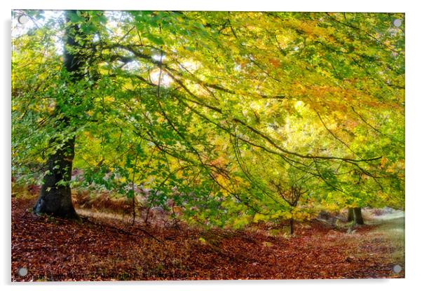 Autumn Colours Acrylic by Ann Garrett
