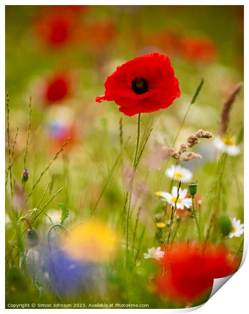 Poppy flower Print by Simon Johnson