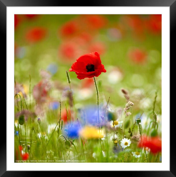 Poppy flower Framed Mounted Print by Simon Johnson