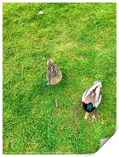 Ducks Coming to Say Hello Print by Alix Forestier