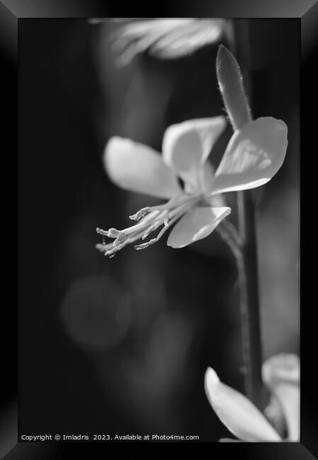 Beautiful White Gaura Bloom Framed Print by Imladris 