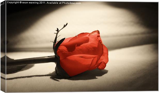 Single red rose Canvas Print by Sean Wareing