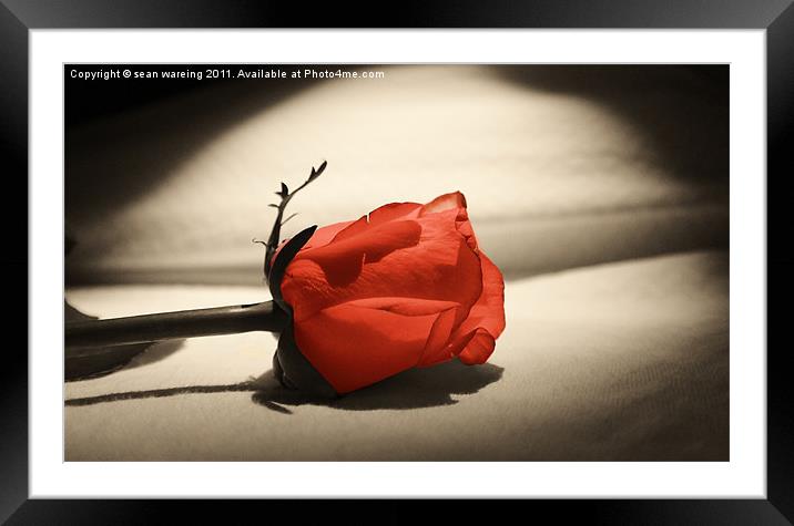 Single red rose Framed Mounted Print by Sean Wareing