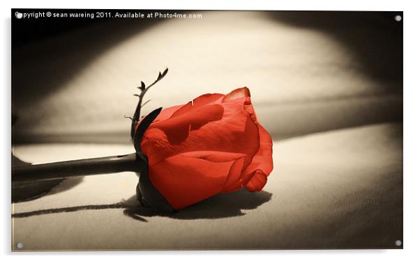 Single red rose Acrylic by Sean Wareing