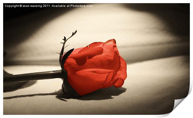 Single red rose Print by Sean Wareing