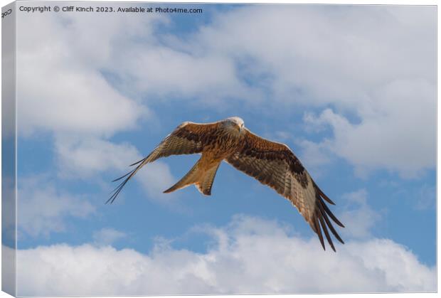 Red kite in flight Canvas Print by Cliff Kinch