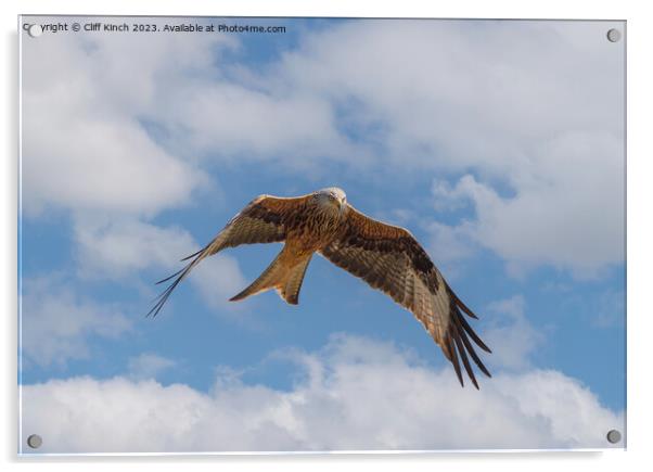 Red kite in flight Acrylic by Cliff Kinch