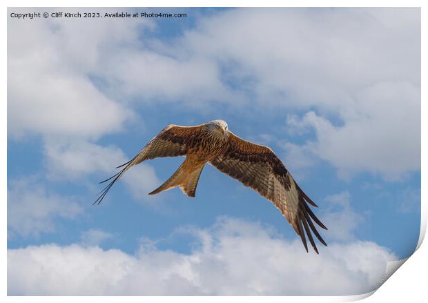 Red kite in flight Print by Cliff Kinch
