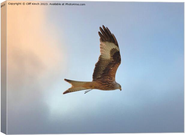 Red kite in flight Canvas Print by Cliff Kinch