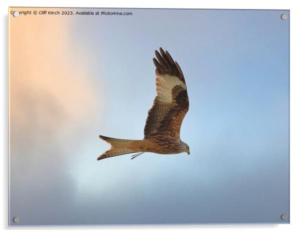 Red kite in flight Acrylic by Cliff Kinch