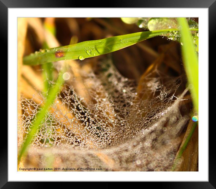 No spider at home Framed Mounted Print by paul barton