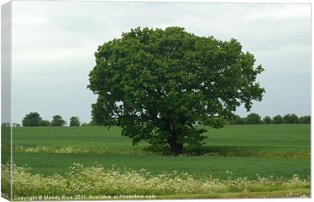 Large Tree in field Canvas Print by Mandy Rice