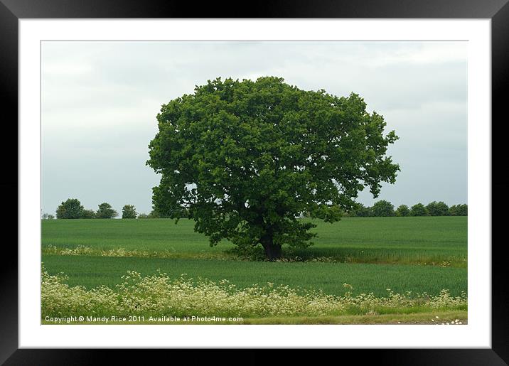Large Tree in field Framed Mounted Print by Mandy Rice